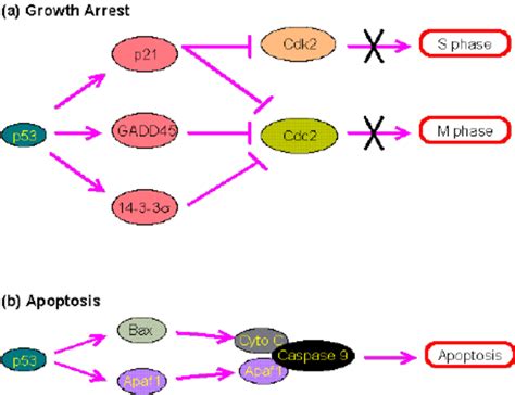 P53 A Transcriptional Activator Growth Arrest The Enzyme Cdk2