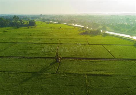 Arial View Of Green Paddy Field On East Asia During Sunrise Stock