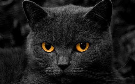 Black Cat HD Wallpapers Free Download