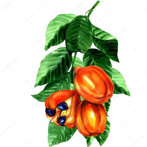 Tropical blighia sapida fruit, Ackee tree — Stock Photo © deslns #94203648