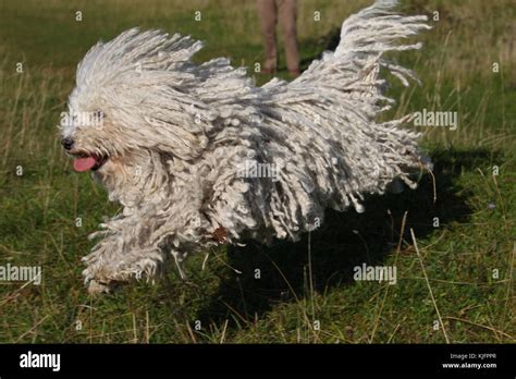 Puli Dog Jumping Hi Res Stock Photography And Images Alamy