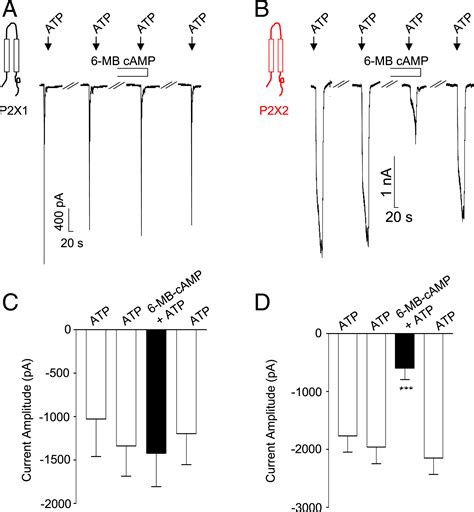 Regulation Of P2x1 Receptors By Modulators Of The Camp Effectors Pka