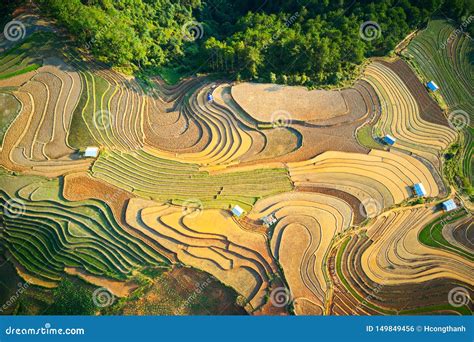 Aerial View Of Rice Terraced Fields In Mu Cang Chai Stock Photo Image