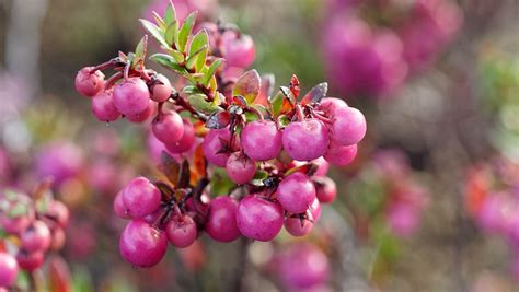 10 Most Popular South American Plants - TasteAtlas