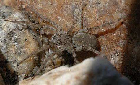 Wolf Spider Pardosa Arctosa Littoralis Bugguide Net