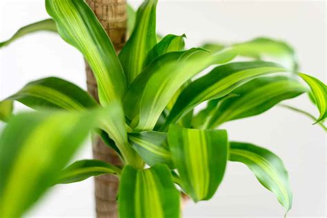 Mass Cane Plant Care Growing Guide