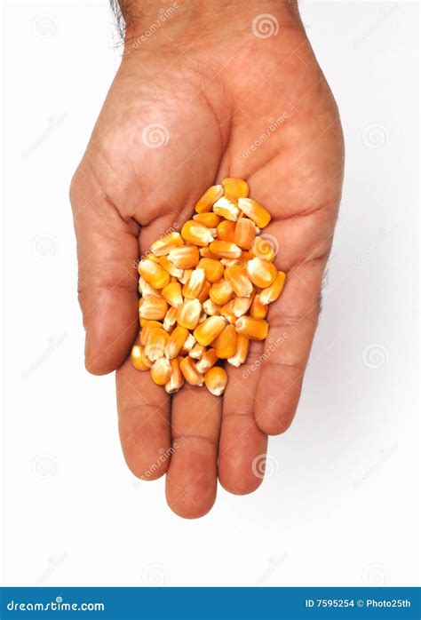 Corn On Hand Stock Images Image 7595254