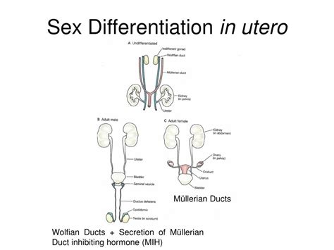 Ppt Sex Differentiation And Dimorphism Powerpoint Presentation Free