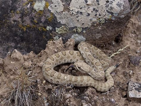 Rattlesnake Safety In Colorado - Paws At Home