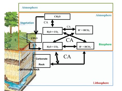 Carbonic Anhydrase As Pivot In Karstification Photosynthetic Coupling