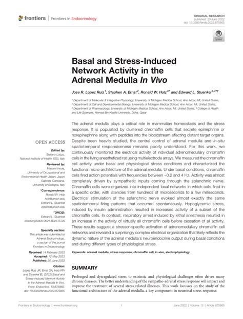 Pdf Basal And Stress Induced Network Activity In The Adrenal Medulla