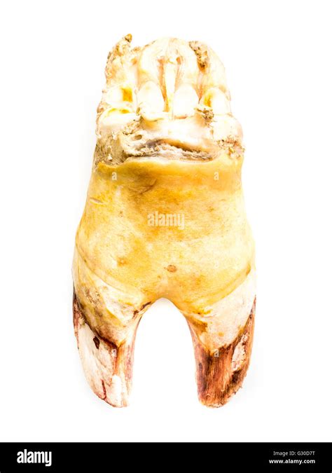 Cow hoof hi-res stock photography and images - Alamy