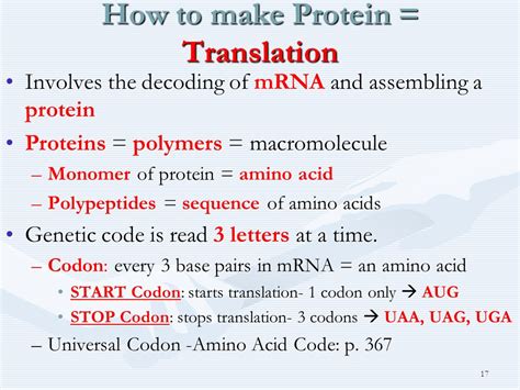 Chapter And Nucleic Acids Protein Synthesis And Mutations