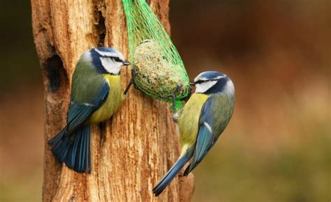 Experte rät Vögel im Garten ganzjährig füttern Vögel im garten