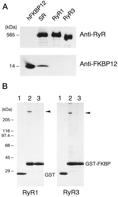 Further Characterization Of The Type Ryanodine Receptor Ryr