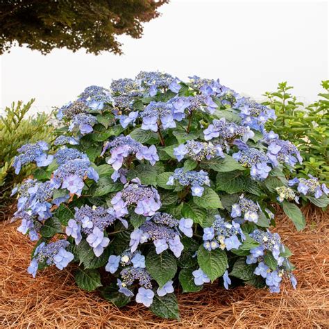 Hydrangea Macrophylla Pop Star® Reblooming Hydrangea From Saunders