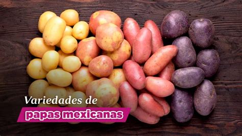 Tipos de papas mexicanas y Papa R 12 o Diacol Capiro Gastronómica