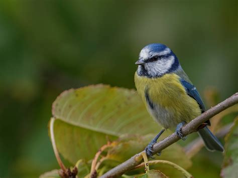 Mésange Bleue 3 Blue Tit Blaumeise Parus Caerulus Flickr