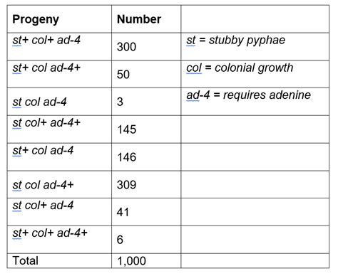 Solved The Following Neurospora Cross Was Made Resulting Chegg