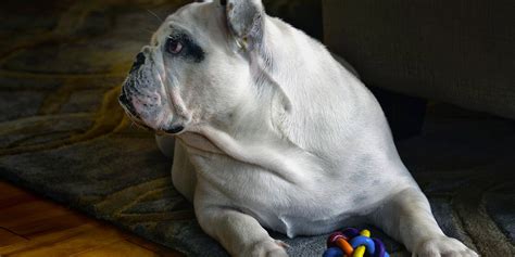 Breeding English Bulldogs — History Health And Best Practices