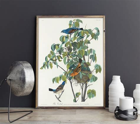 Audubon Birds of America Prints - Set of 3 Audubon Posters - Audubon ...