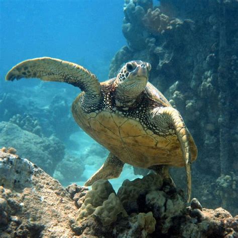 Pin On Turtle In Sea Turtles Photography Beautiful Sea