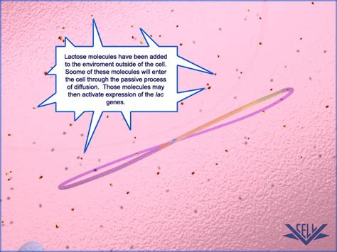 Lac Operon Animation