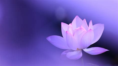 Waterlilyhd Wallpapers Backgrounds