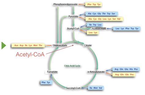 5.3: The Citric Acid Cycle – Introductory Biochemistry