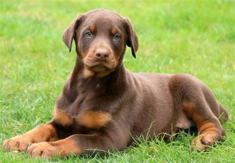 Cuanto Vale Un Cachorro Doberman Pura Raza