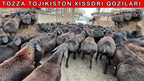 TOJIKISTON XISSORI QOZILARI KELDI SHOSHILING 97 956 20 25 99 998