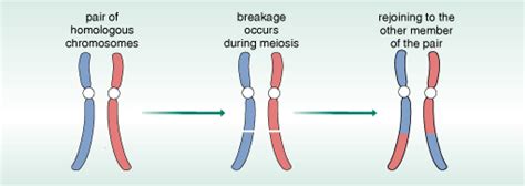 Understanding Autism Week 4 52 Genes And Chromosomes Openlearn Open University