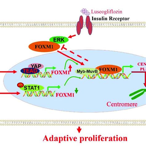 Genomic Structure And Coding Isoforms Of The Foxm1 Gene And Foxm1