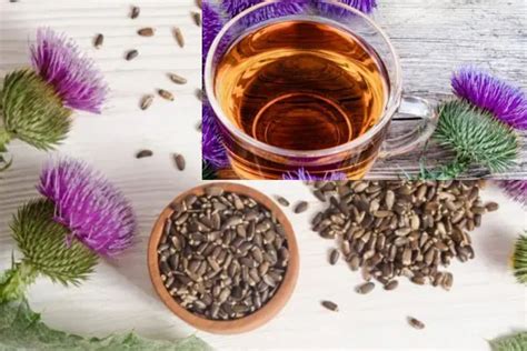 The Complete Milk Thistle Tea Recipe For Wellness Enthusiasts - Best ...