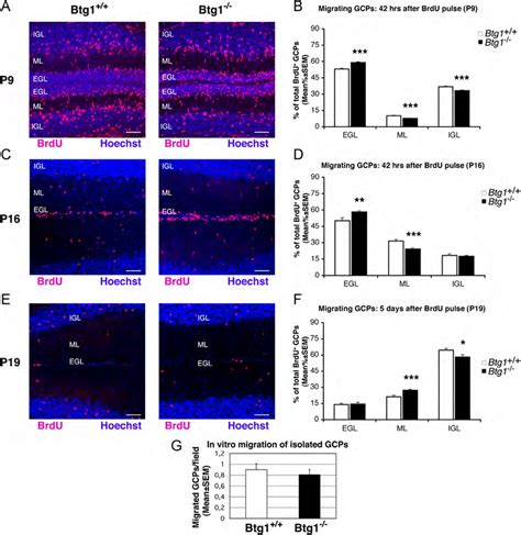 Ablation Of Btg1 Reduces The Migration Of GCPs From EGL To Molecular