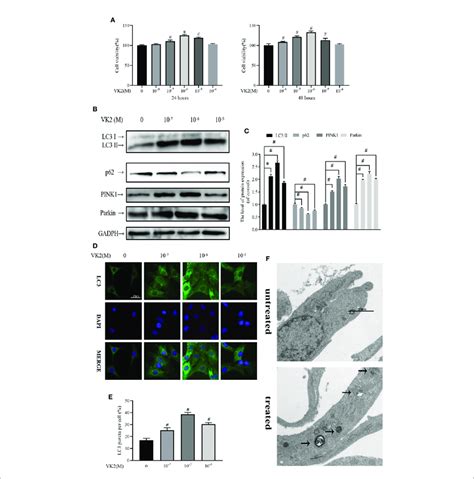 Vitamin K2 Vk2 Activates Both Autophagy And Mitophagy In Download Scientific Diagram