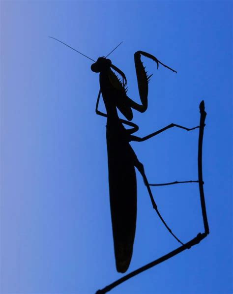 Biblical Meaning Of Seeing A Praying Mantis Bible Wings