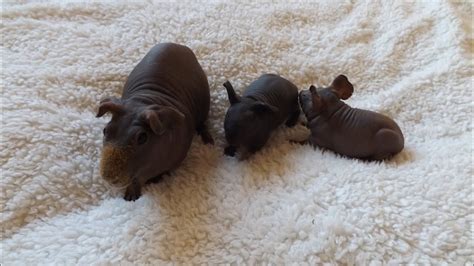 Hairless Guinea Pig Baby Eating Green Beans By Anna Photo, 49% OFF