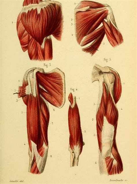 This Image Is Taken From Petit Atlas Complet D Anatomie De Flickr