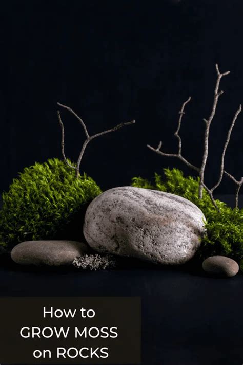 How To Grow Moss On Rocks And Impress Your Friends Or Enemies