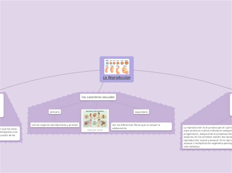 La Reproduccion Mind Map