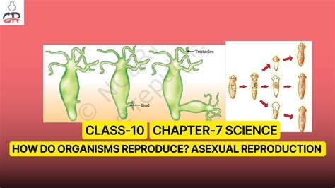 How Do Organisms Reproduce Asexual Reproduction Chapter7 Class 10 In English Science Ncert