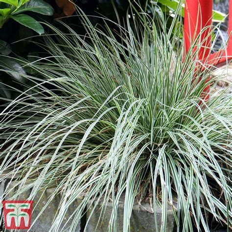 Carex Oshimensis Everest Thompson And Morgan