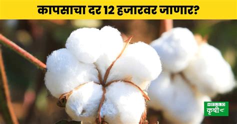 Cotton Rate कापसाचे दर कधी वाढणार शेतकऱ्यांना 12 हजार दर मिळणार का Hello Krushi