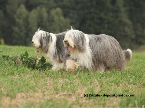 Bearded Collie Steckbrief Fci Klasse Wesen And Mehr Haustiermagazin