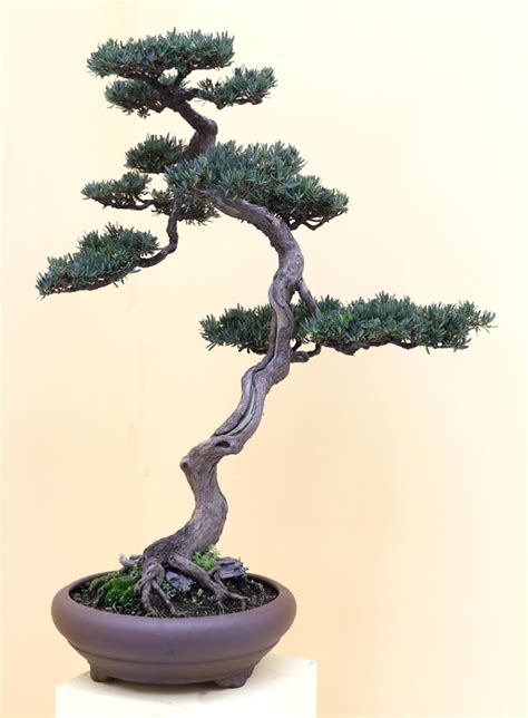 Literati Bonsai From The Zhongguo Feng Penjing Exhibition Bonsai Bark