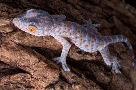 Can Tokay Geckos Eat Fruit Benefits How Tos And Considerations