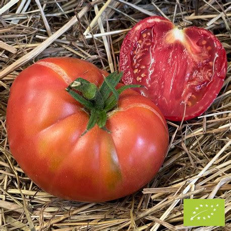 Nos Graines Potag Res De Tomate Rose De Berne Bio La Bonne Graine