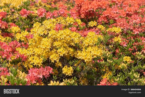 Yellow Flowers Azalea Image & Photo (Free Trial) | Bigstock