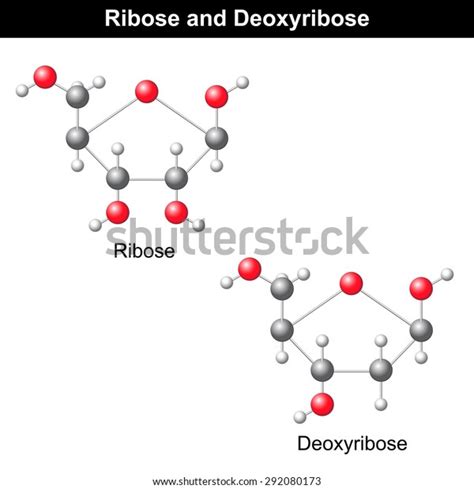 Ribose Deoxyribose Molecular Structures Dna Rna Stock Vector (Royalty ...